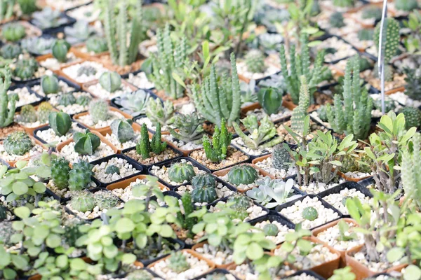 Stock Photo - крупним планом кактус в горщику з розмитим природою фоном — стокове фото