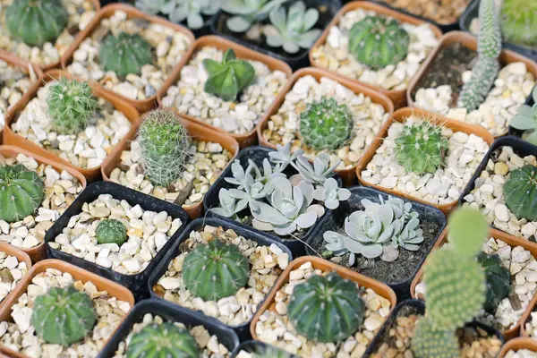 Foto de stock - Primer plano de cactus en maceta con la naturaleza borrosa backgro —  Fotos de Stock