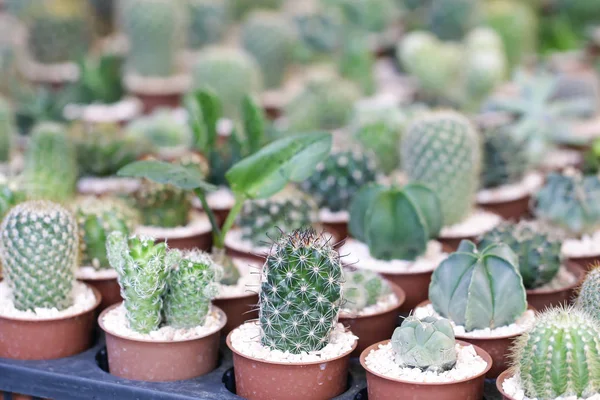 Foto de stock - Primer plano de cactus en maceta con la naturaleza borrosa backgro —  Fotos de Stock