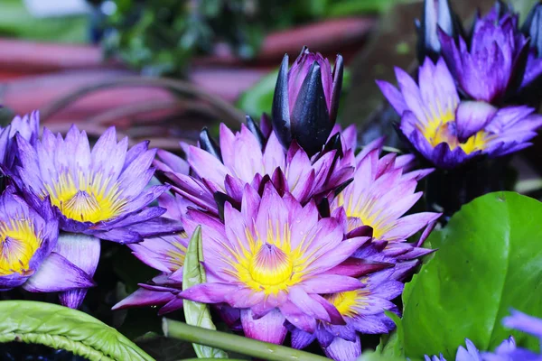 Foto de stock - Flor de loto violeta Primer plano —  Fotos de Stock