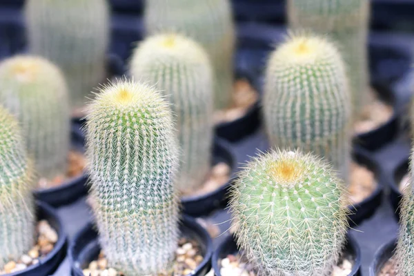 Foto de stock - Primer plano de cactus en maceta con la naturaleza borrosa backgro —  Fotos de Stock