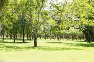 Hazır Fotoğraf - sabah güneş ışığı Parlatıcı ile tropikal yoğun orman 