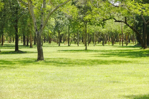 Foto stock - Floresta densa tropical com luz solar da manhã — Fotografia de Stock