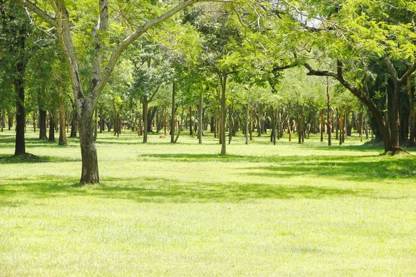Hazır Fotoğraf - sabah güneş ışığı Parlatıcı ile tropikal yoğun orman 