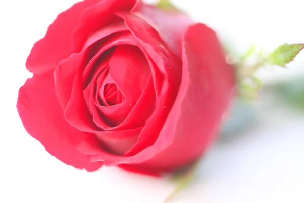 Stock Photo - Close up macro of a red rose — Stock Photo, Image