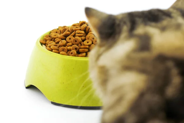 A bengal cat looks up into above a bowl of dry cat food. — Stock Photo, Image