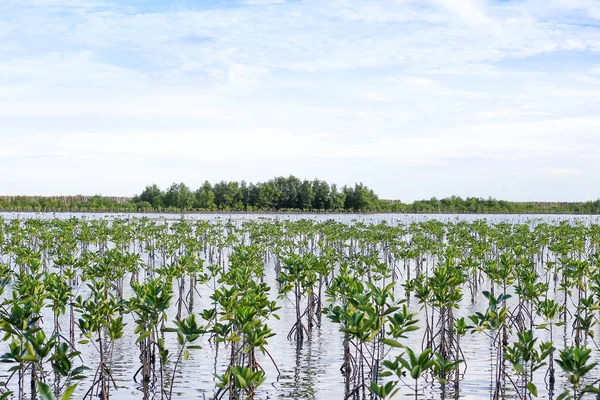 Cielo blu e foresta di mangrovie — Foto Stock