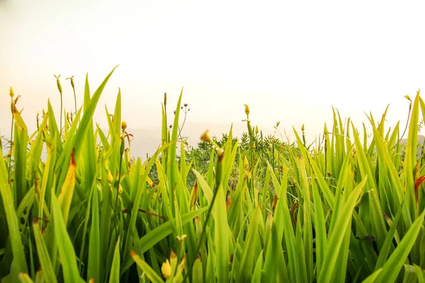 Paesaggio con erba e montagne — Foto Stock