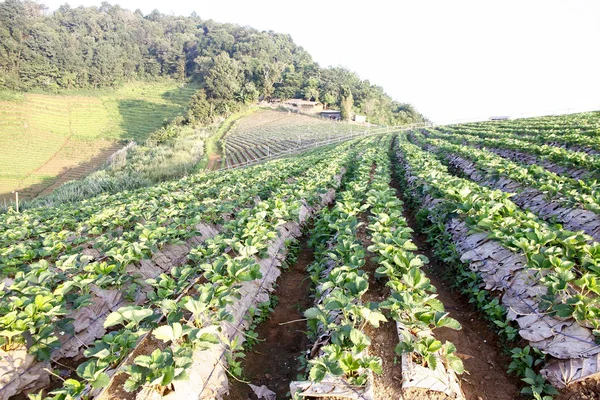 Erdbeerplantage an einem sonnigen Tag — Stockfoto