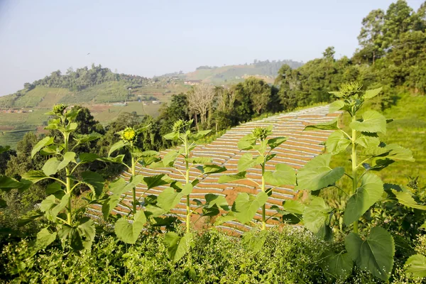 Dettagli principali di un giovane girasole verde non rivelato primo piano. Vo — Foto Stock