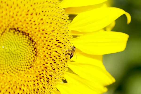Sunflower field landscape. Sunflowers close up — Stock Photo, Image