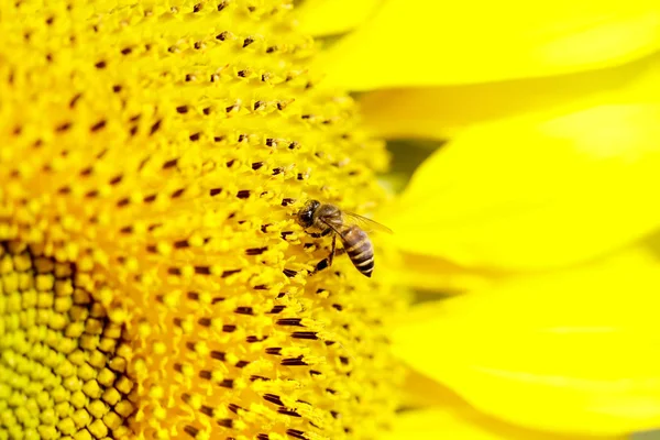 Sonnenblumenfelder Landschaft. Sonnenblumen aus nächster Nähe — Stockfoto