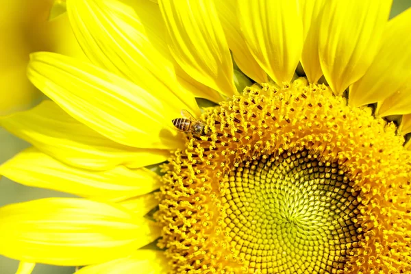 stock image Sunflower field landscape. Sunflowers close up