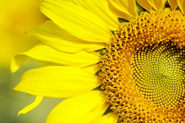 Sunflower field landscape. Sunflowers close up — Stock Photo, Image