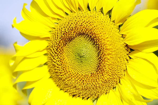 Sunflower field landscape. Sunflowers close up — Stock Photo, Image
