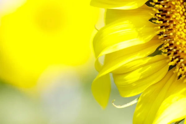 Sunflower field landscape. Sunflowers close up — Stock Photo, Image