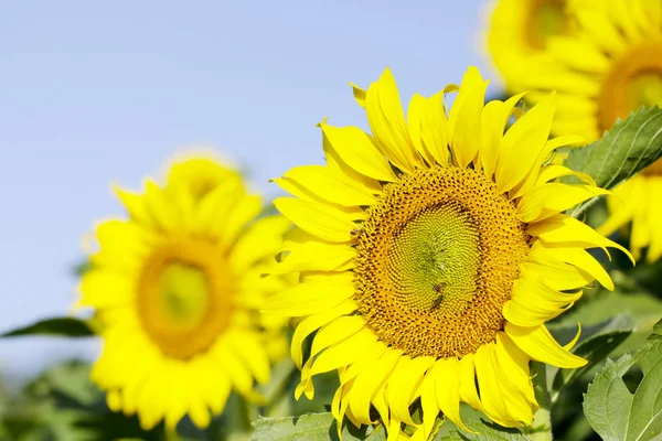 Solros fältet landskap. Solrosor på nära håll — Stockfoto