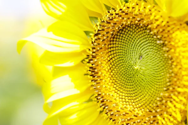 Sunflower field landscape. Sunflowers close up — Stock Photo, Image