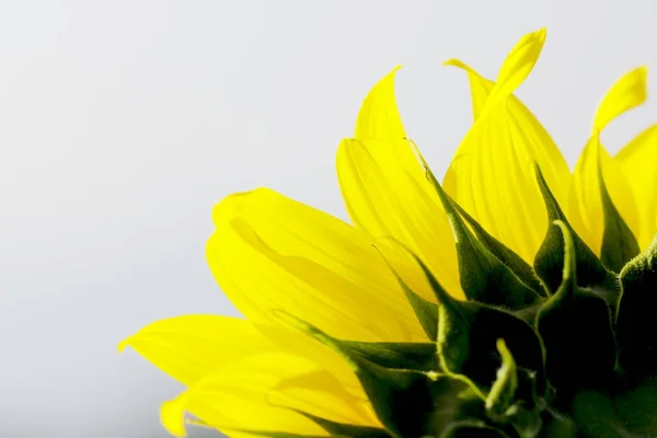 Campo de girasol paisaje. Girasoles de cerca —  Fotos de Stock