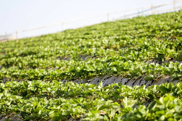 Plantação de morango em um dia ensolarado — Fotografia de Stock