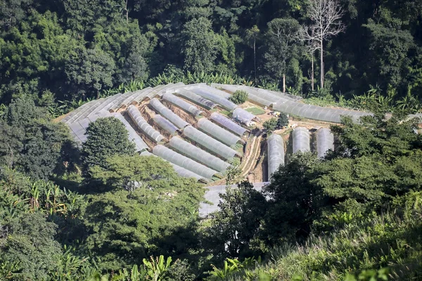 Cupola di copertura in plastica in fattoria con sfondo foresta — Foto Stock
