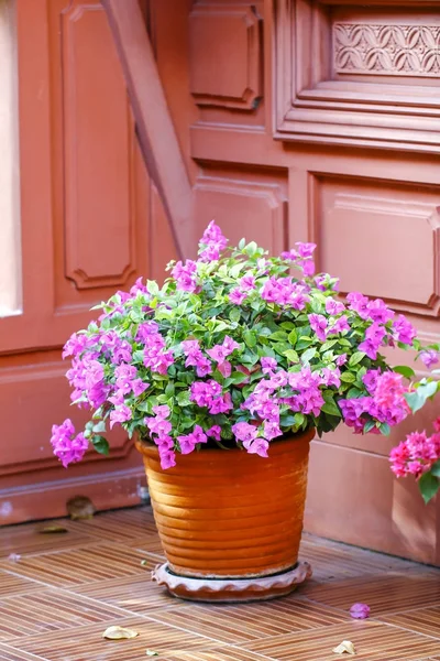 Pink Bougainvillea flower on wooden background — Stock Photo, Image