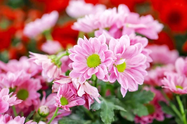 Un ramo de hermosas flores de crisantemo al aire libre . —  Fotos de Stock