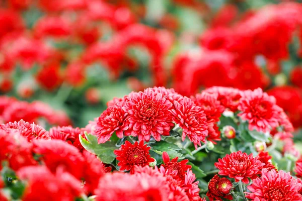 Hermosas flores de crisantemo rojo al aire libre . —  Fotos de Stock