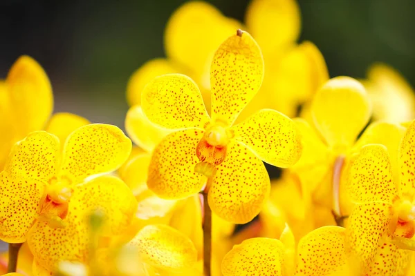 Bellissimo fiore di orchidea con sfondo naturale. — Foto Stock