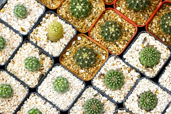 Plantas suculentas en miniatura fondo . —  Fotos de Stock