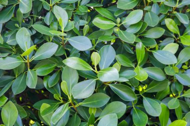 Siyah arkaplanda su damlası olan yeşil yaprak