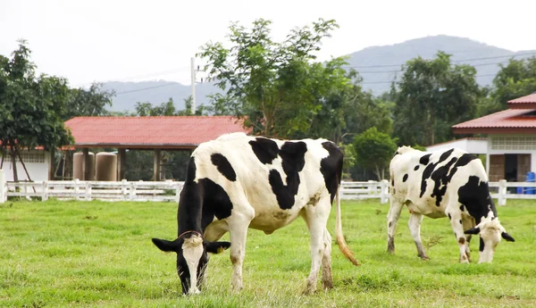 Schwarz-weiße Holsteinkühe auf der Weide — Stockfoto
