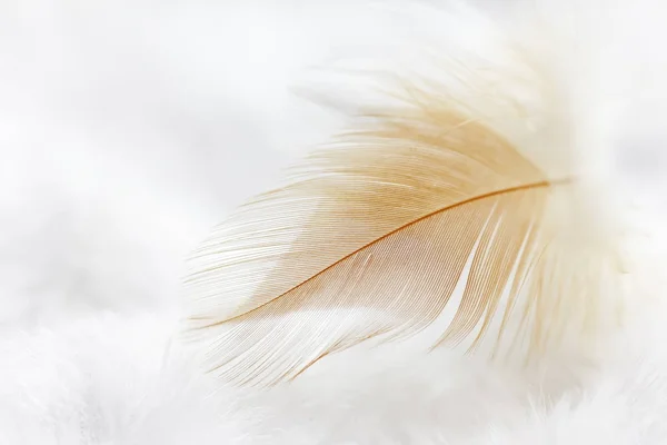 White and orange feather texture background — Stock Photo, Image