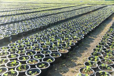 siyah bir plastik kap satır içinde büyüyen bir genç ağaç