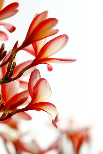 Frangipani-Blume Nahaufnahme. — Stockfoto