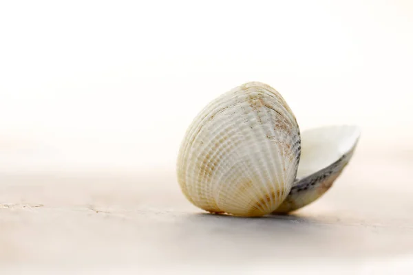 Concha do mar, cowries, mar tropical e sem-fim, isolado no bac branco — Fotografia de Stock