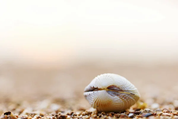 Cáscara de mar, cowries, mar tropical y gusano, el cuerpo entero forma la —  Fotos de Stock