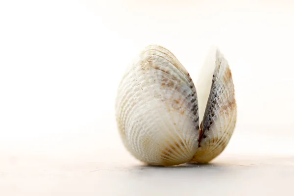 Κέλυφος, κοχύλια, τροπικά και σκουλήκι θάλασσα, απομονώνονται σε λευκό bac — Φωτογραφία Αρχείου