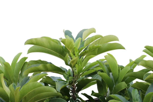 부 엉에 열 대 잎 표면에 녹색 잎 패턴 — 스톡 사진
