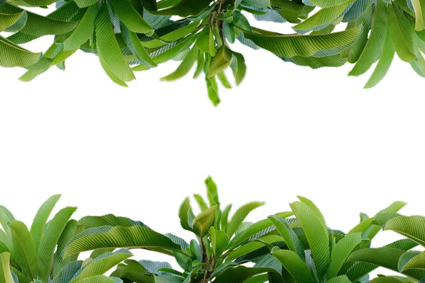 Green leaf pattern on the surface with tropical leaves on a whit — Stock Photo, Image
