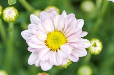 Doğal krizantem. Çiçek arka plan. Güzel chrysanthemu