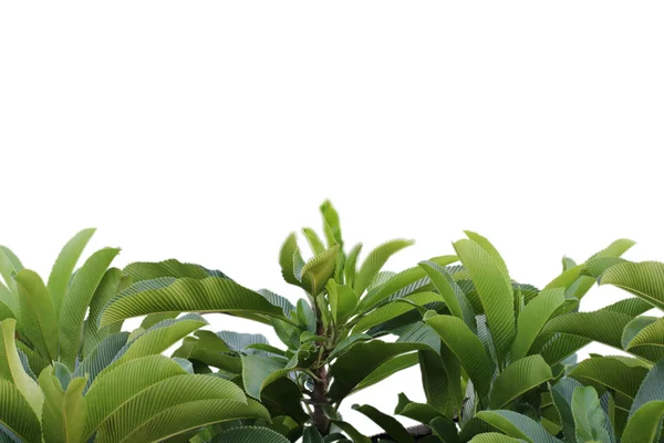 Візерунок зеленого листя на поверхні з тропічним листям на білому — стокове фото