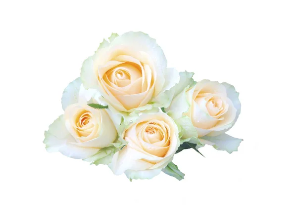 Красивая желтая роза изолированы на белом фоне — стоковое фото