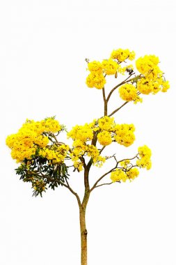 Gümüş trompet ağaç, altın, Tabebuia aurea üzerinde beyaz backgr ağacı