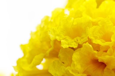 Gümüş trompet ağaca, altın, sarı çiçek., Tabeb ağaç kapatın