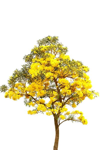 Trompeta de plata, Árbol de oro, Tabebuia aurea sobre fondo blanco gr — Foto de Stock