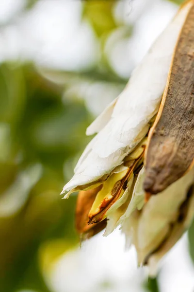 Закрыть семя парагвайской серебряной трубы на дереве . — стоковое фото