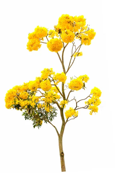 Trompete de prata árvore, Árvore de ouro, Tabebuia aurea em branco backgr — Fotografia de Stock