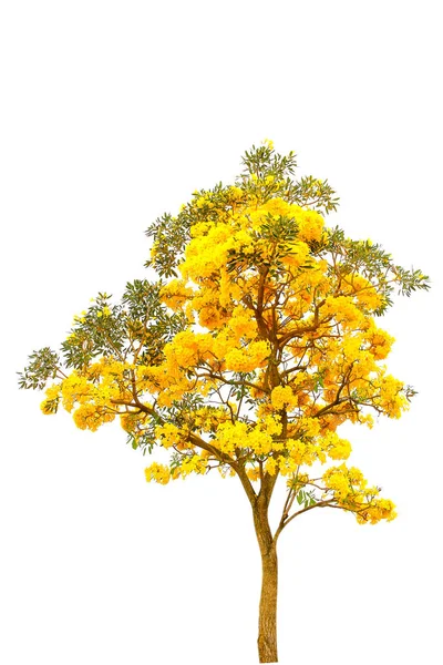 Tromba d'argento, Albero d'oro, Tabebuia aurea su dorso bianco — Foto Stock