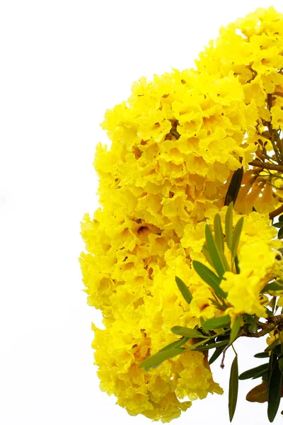 Bliska srebrny trąbka, drzewo złota, żółty kwiat., Tabeb — Zdjęcie stockowe